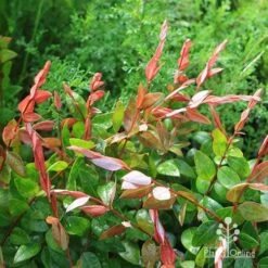 Austromyrtus Blush - Pink Midgem Berry -Outdoor Garden Care apo austromyrtus blush new foliage