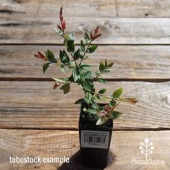 Austromyrtus Blush - Pink Midgem Berry -Outdoor Garden Care apo austromyrtus blush tubestock