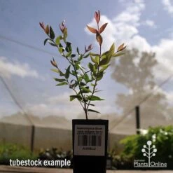 Austromyrtus Blush - Pink Midgem Berry -Outdoor Garden Care apo austromyrtus blush tubestock2