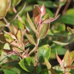 Austromyrtus Blush - Pink Midgem Berry -Outdoor Garden Care apo austromyrtus blush winter colour
