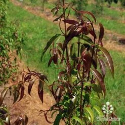 Backhousia Anisata - Aniseed Myrtle 13 Backhousia Anisata - Aniseed Myrtle -Outdoor Garden Care apo backhousia anisata leaf colour