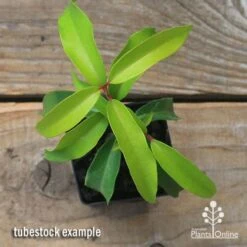 Backhousia Anisata - Aniseed Myrtle 19 Backhousia Anisata - Aniseed Myrtle -Outdoor Garden Care apo backhousia anisata tubestock top