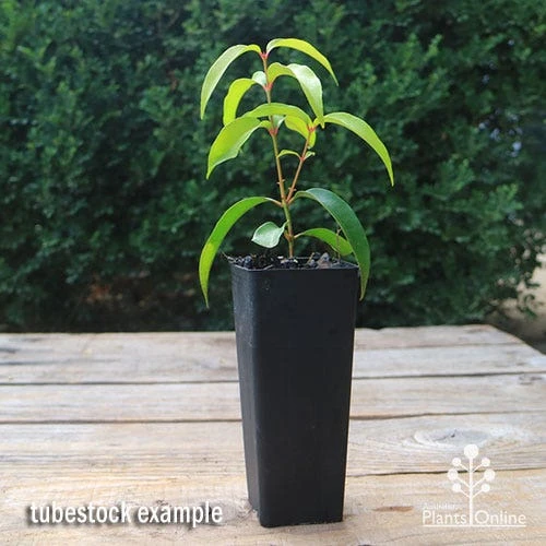 Backhousia Anisata - Aniseed Myrtle 2 Backhousia Anisata - Aniseed Myrtle - Image 2