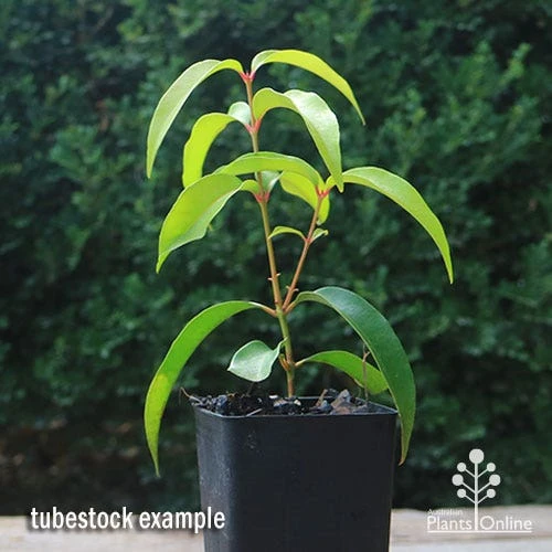 Backhousia Anisata - Aniseed Myrtle 6 Backhousia Anisata - Aniseed Myrtle - Image 6