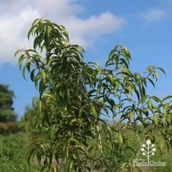 Backhousia Anisata - Aniseed Myrtle 17 Backhousia Anisata - Aniseed Myrtle -Outdoor Garden Care apo backhousia anisata young