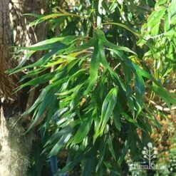 Grevillea Baileyana - Brown Silky Oak -Outdoor Garden Care apo baileyana green foliage