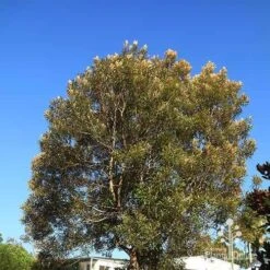 Grevillea Baileyana - Brown Silky Oak -Outdoor Garden Care apo baileyana tree nursery