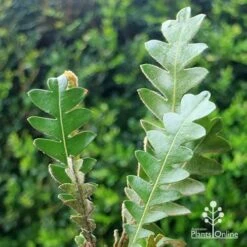 Banksia Blechnifolia 23 Banksia Blechnifolia -Outdoor Garden Care apo banksia blechnifolia tubestock close