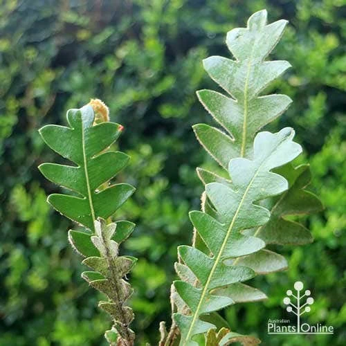 Banksia Blechnifolia 12 Banksia Blechnifolia - Image 12