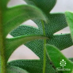 Banksia Blechnifolia 16 Banksia Blechnifolia -Outdoor Garden Care apo banksia blechnifolia under leaf