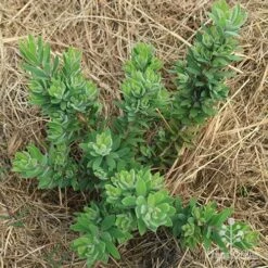 Callistemon Better John 15 Callistemon Better John -Outdoor Garden Care apo better john above