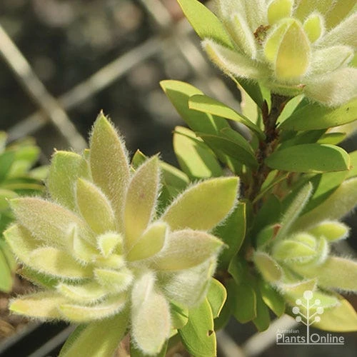 Callistemon Better John 9 Callistemon Better John - Image 9