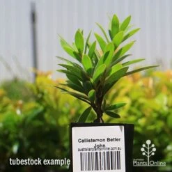 Callistemon Better John 11 Callistemon Better John -Outdoor Garden Care apo better john tubestock