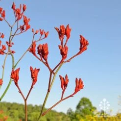 Anigozanthos Big Red - Kangaroo Paw 13 Anigozanthos Big Red - Kangaroo Paw -Outdoor Garden Care apo big red at farm
