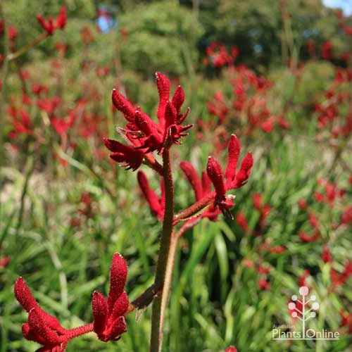 Anigozanthos Big Red - Kangaroo Paw 4 Anigozanthos Big Red - Kangaroo Paw - Image 4
