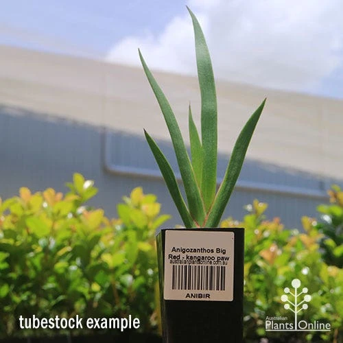 Anigozanthos Big Red - Kangaroo Paw 6 Anigozanthos Big Red - Kangaroo Paw - Image 6