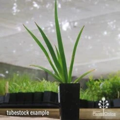 Anigozanthos Big Red - Kangaroo Paw 11 Anigozanthos Big Red - Kangaroo Paw -Outdoor Garden Care apo big red tubestock