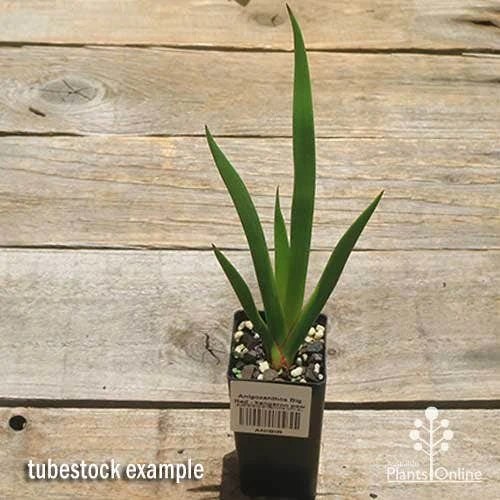 Anigozanthos Big Red - Kangaroo Paw 9 Anigozanthos Big Red - Kangaroo Paw - Image 9