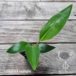 Strelitzia Reginae - Bird Of Paradise 14 Strelitzia Reginae - Bird Of Paradise -Outdoor Garden Care apo bird of paradise tubestock top