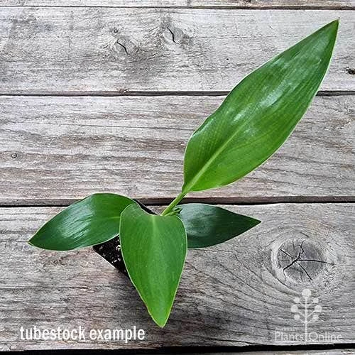 Strelitzia Reginae - Bird Of Paradise 6 Strelitzia Reginae - Bird Of Paradise - Image 6