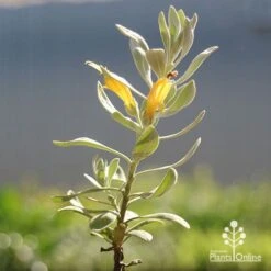 Eremophila Blue Horizon - Emu Bush -Outdoor Garden Care apo blue horizon eremophila flowers
