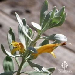 Eremophila Blue Horizon - Emu Bush -Outdoor Garden Care apo blue horizon flowers