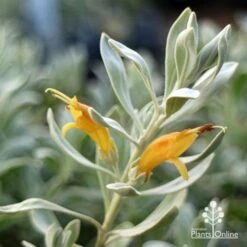 Eremophila Blue Horizon - Emu Bush -Outdoor Garden Care apo blue horizon flowers close