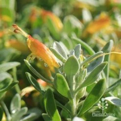 Eremophila Blue Horizon - Emu Bush -Outdoor Garden Care apo blue horizon july
