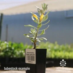 Eremophila Blue Horizon - Emu Bush -Outdoor Garden Care apo blue horizon tubestock flowering