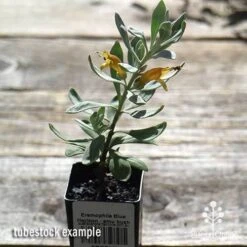 Eremophila Blue Horizon - Emu Bush -Outdoor Garden Care apo blue horizon tubestock top