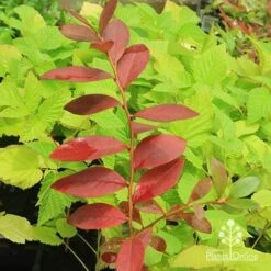 Blueberry Sunshine Blue 16 Blueberry Sunshine Blue -Outdoor Garden Care apo blueberry sunshine blue on raspberry