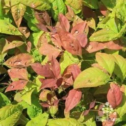 Nandina BLUSH 15 Nandina BLUSH -Outdoor Garden Care apo blush nandina spring colours