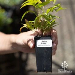 Nandina BLUSH 13 Nandina BLUSH -Outdoor Garden Care apo blush tube