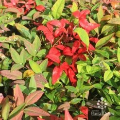 Nandina BLUSH 11 Nandina BLUSH -Outdoor Garden Care apo blush winter colours