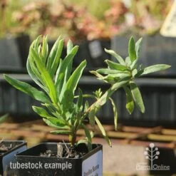 Grevillea Bonnie Prince Charlie -Outdoor Garden Care apo bonnie prince charlie grevillea tubestock