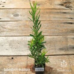 Grevillea Bonnie Prince Charlie -Outdoor Garden Care apo bpc tubestock tall