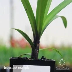 Agapanthus Buccaneer -Outdoor Garden Care apo buccaneer purple stem