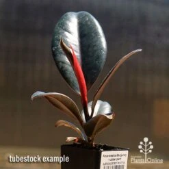 Ficus Elastica Burgundy - Rubber Plant 13 Ficus Elastica Burgundy - Rubber Plant -Outdoor Garden Care apo burgundy rubber plant tubestock