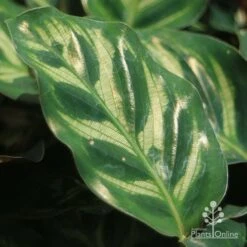 Calathea Makoyana - Peacock Plant -Outdoor Garden Care apo calathea makoyana leaf gold