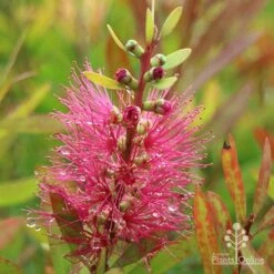 Callistemon Candy Burst -Outdoor Garden Care apo callistemon candy burst autumn