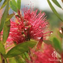 Callistemon Candy Burst -Outdoor Garden Care apo callistemon candy burst dewdrop