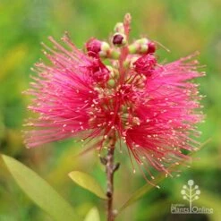 Callistemon Candy Burst -Outdoor Garden Care apo callistemon candy burst flower