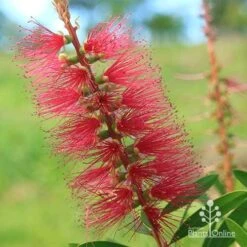 Callistemon Candy Burst -Outdoor Garden Care apo callistemon candy burst flower close