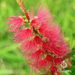 Callistemon Candy Burst -Outdoor Garden Care apo callistemon candy burst flower colour