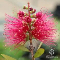 Callistemon Candy Burst -Outdoor Garden Care apo callistemon candy burst flower2