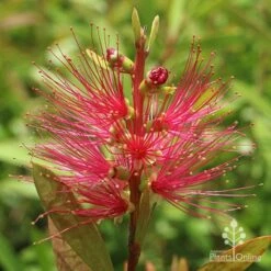 Callistemon Candy Burst -Outdoor Garden Care apo callistemon candy burst flower 1