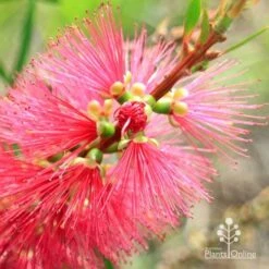 Callistemon Candy Burst -Outdoor Garden Care apo callistemon candy burst flowerbud close