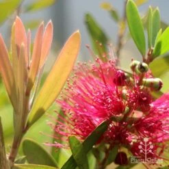 Callistemon Fluro Burst -Outdoor Garden Care apo callistemon fluro burst flower leaf
