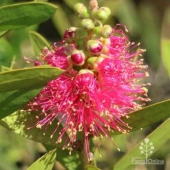 Callistemon Fluro Burst -Outdoor Garden Care apo callistemon fluro burst ozbreed