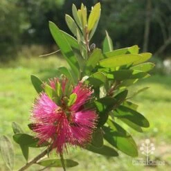 Callistemon Fluro Burst -Outdoor Garden Care apo callistemon fluroburst flower leaf